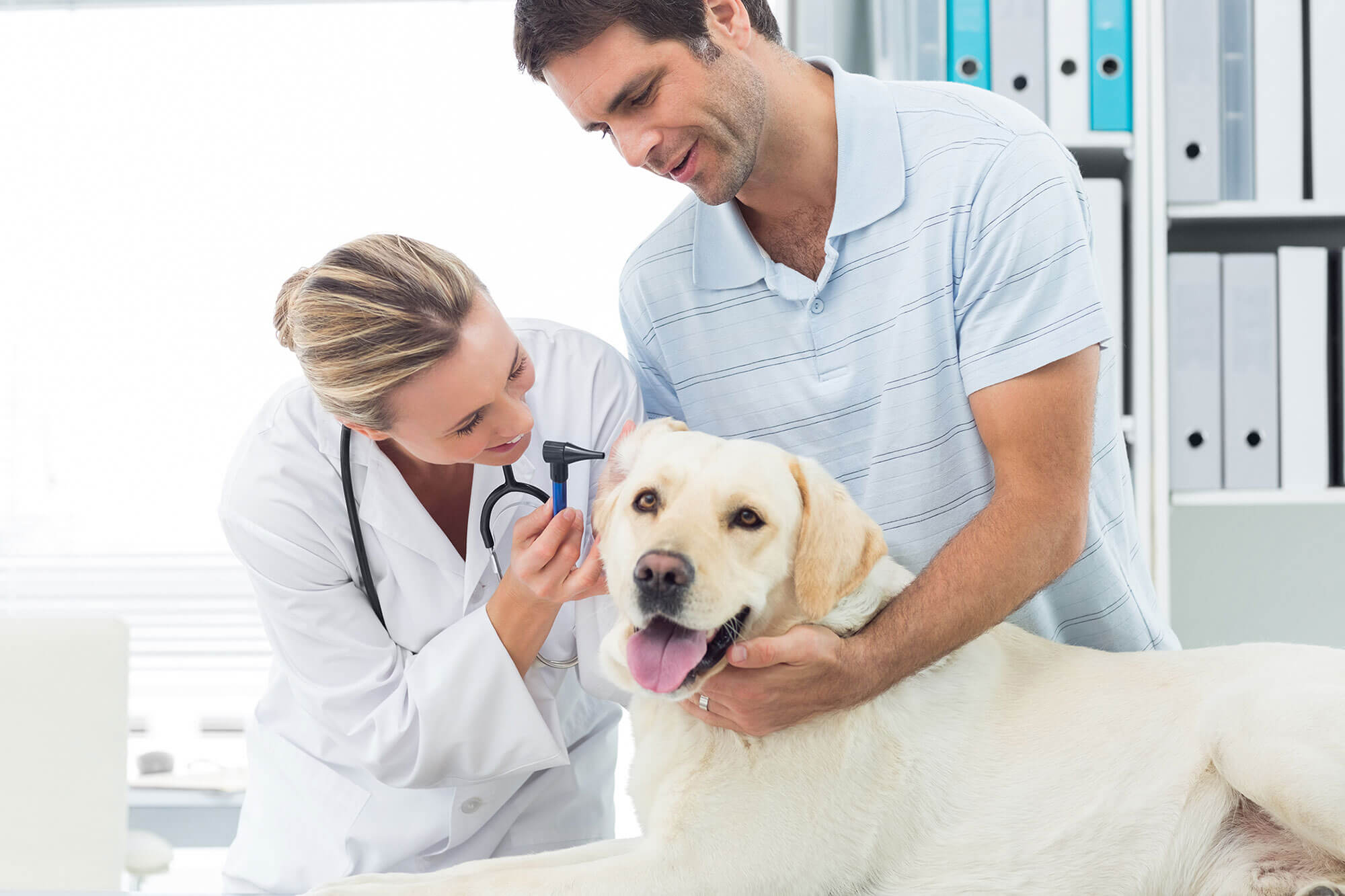 Study Veterinary Medicine Abroad